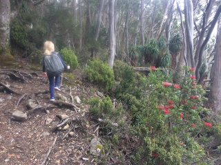 Kid walking in the bush