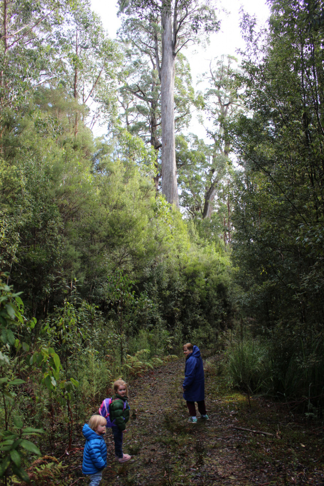Grandma & Kids walking in takayna Rainforest