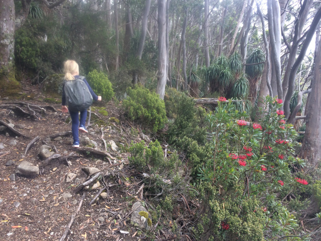 Kid walking in the bush
