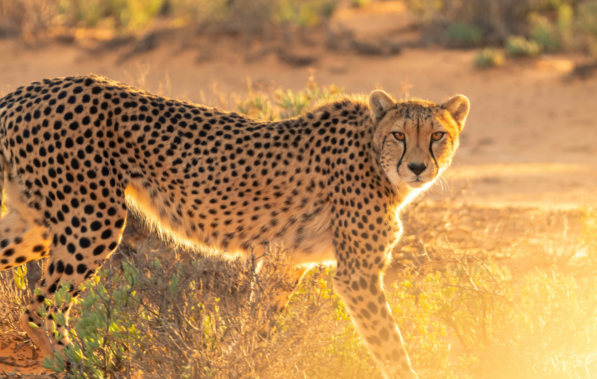 Cheetah Animal Wall Art Decor Canvas Printing