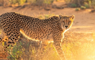 David groves Cheetah copy