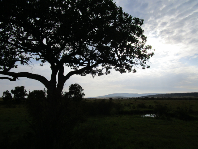 Maasai Mara silhouette