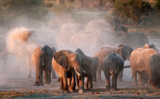 African elephants Marc Serota Unsplash