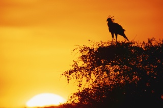 Secretarybird 1