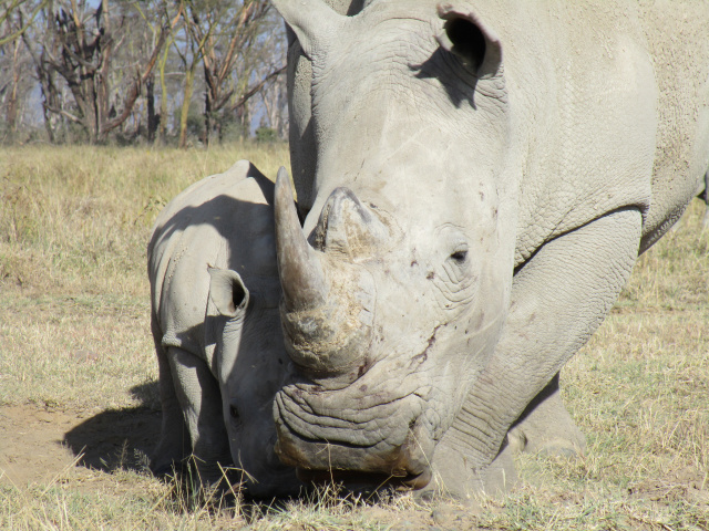 Southern White Rhinoceros with calf