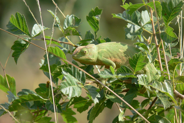 Kp bodenstein South Africa