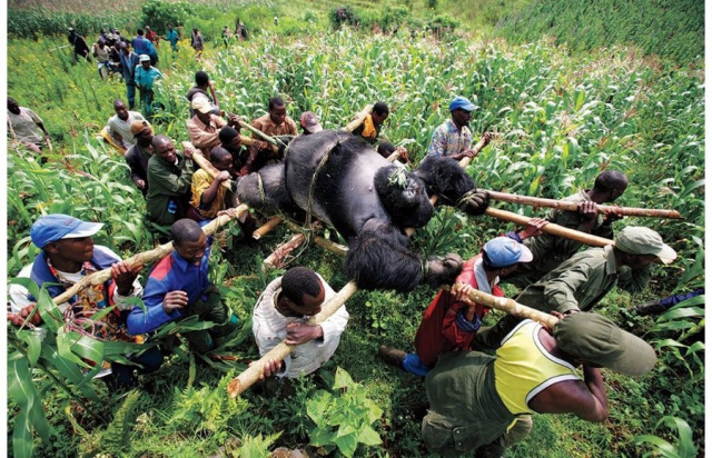 Gorilla in the Congo Brent Stirton