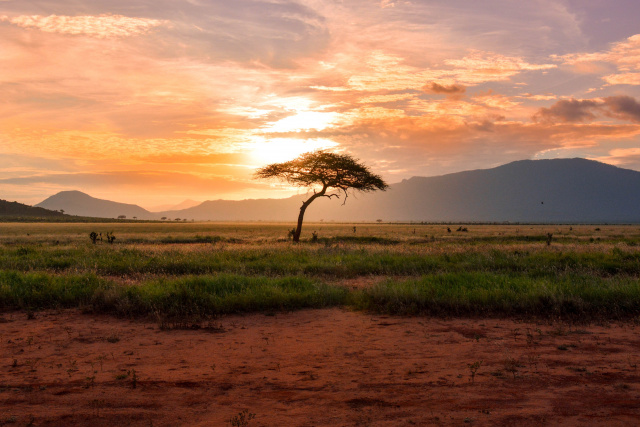 Damian patkowski Tsavo East National Park unsplash