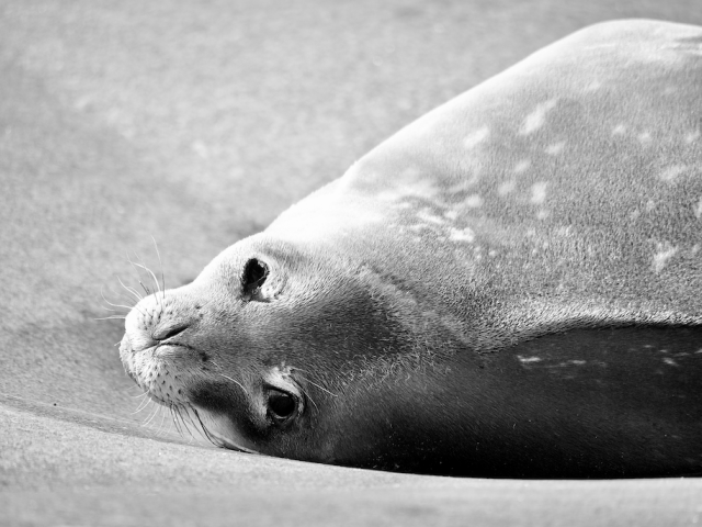 Antarctica seal by Ewan Blyth C300052