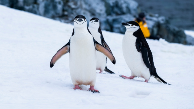 Chinstrap penguin derek oyen