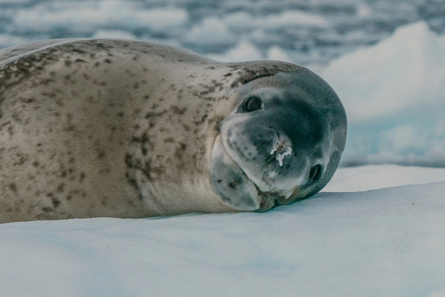 Leopard Seal by Rod Long on Unsplash