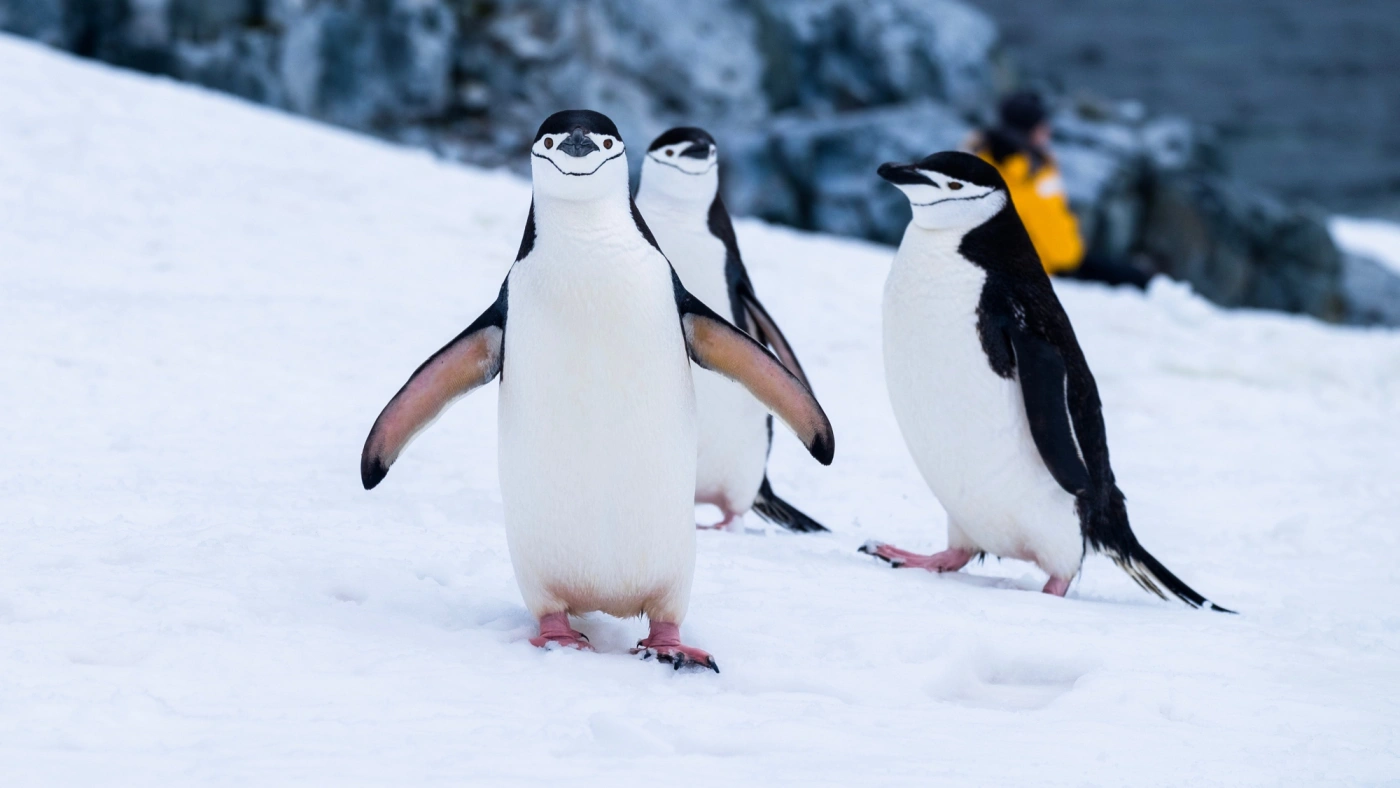 Penguins. Image: Derek Oyen on unsplash