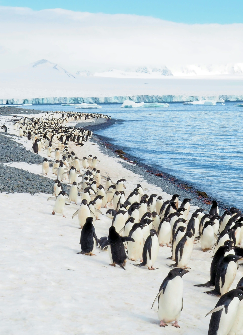 Penguins on Ice Shelf. Image: Tam minton on Unsplash