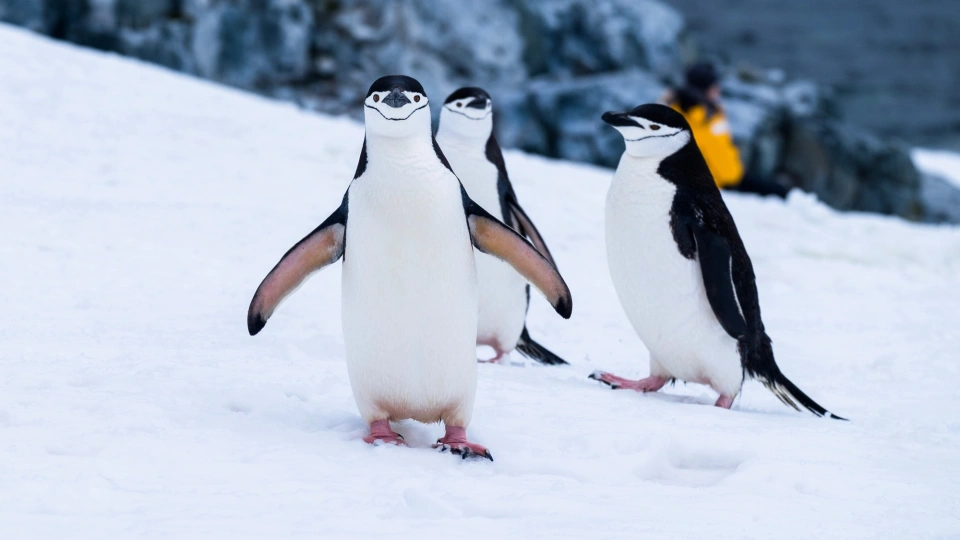 Penguins. Image: Derek Oyen on unsplash