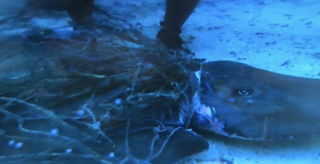 Shark in net Maldives