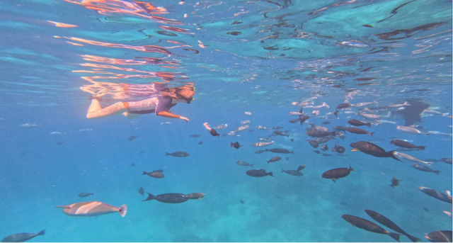 Snorkelling with fish Maldives Gus Risberg