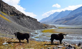 Laspur to Kumrat Cows
