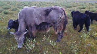 Shaggy Cows Laspur