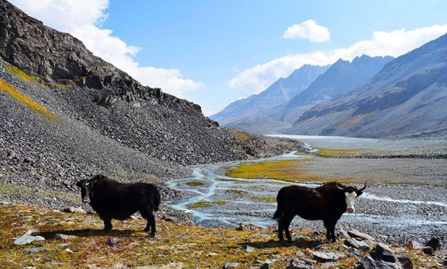 Laspur to Kumrat Cows