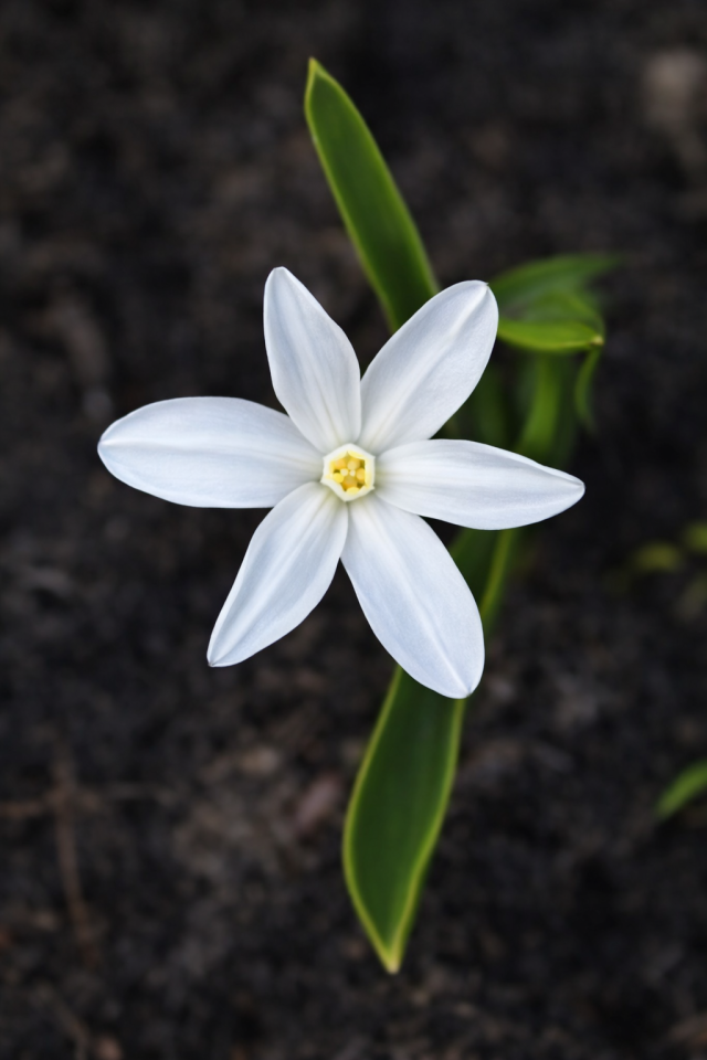 Chitral Gilgit Baltistan spring flower