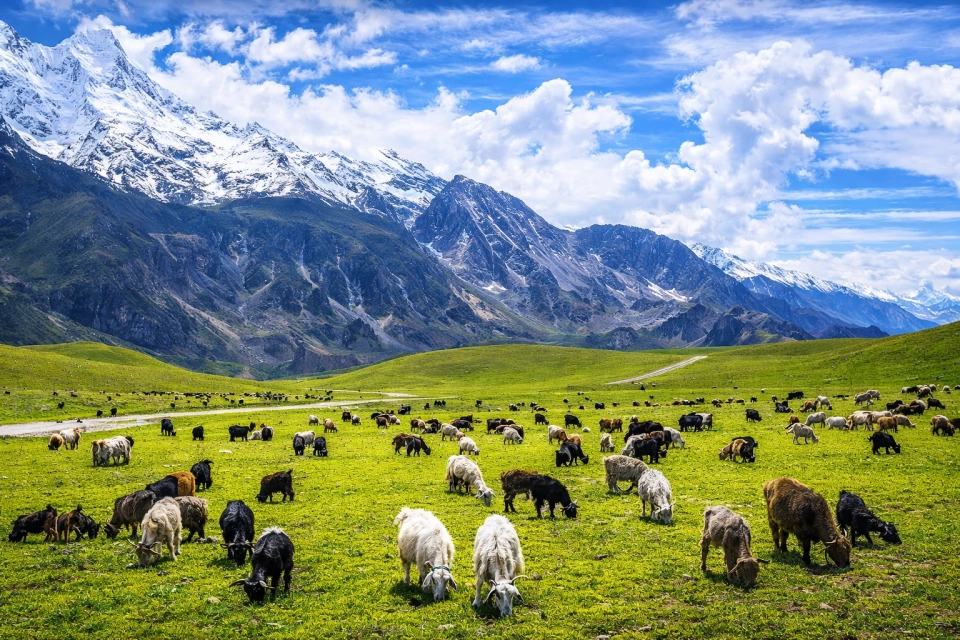 Chitral Gilgit Baltistan mountains landscape cattle
