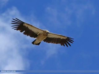 Himalayan Griffon Gyps himalayensis write up not available