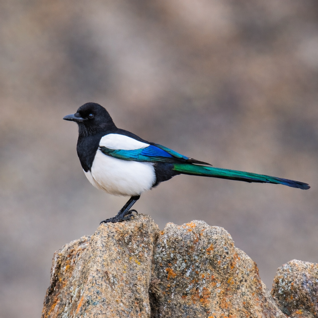 Magpie