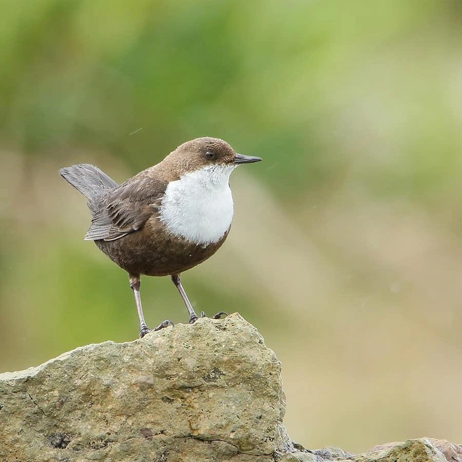 Oughaly اؤغیڑ 2