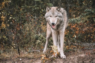 Wolf by Brianna R unsplash