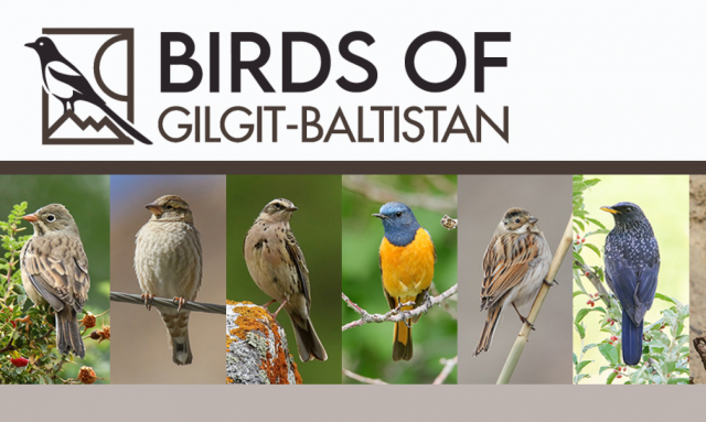 Birds of Gilgit Baltistan