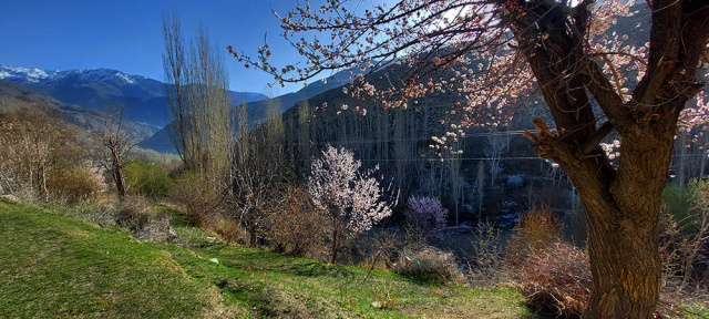 Blossoms Chitral Valley Shams Uddin