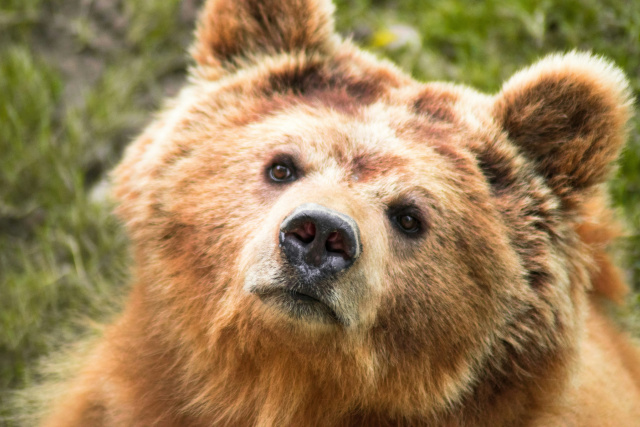 Brown bear Ali Rizvi
