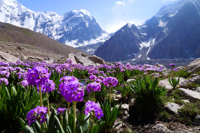 Gentian flower of Terichmir Shams Uddin