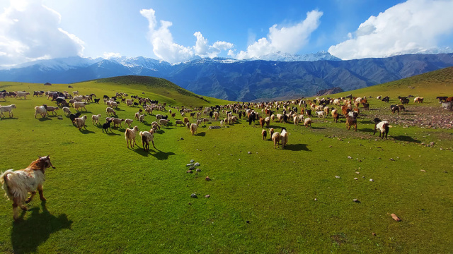 Goat Herd Chitral Valley Shams Uddin