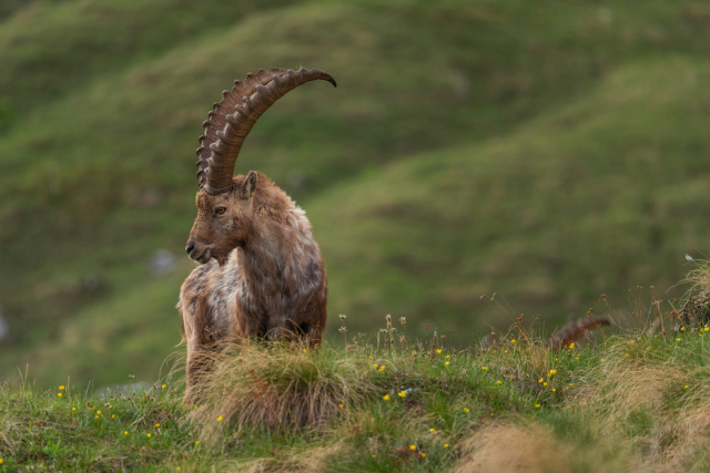 Himalayan ibex Ales Krivec
