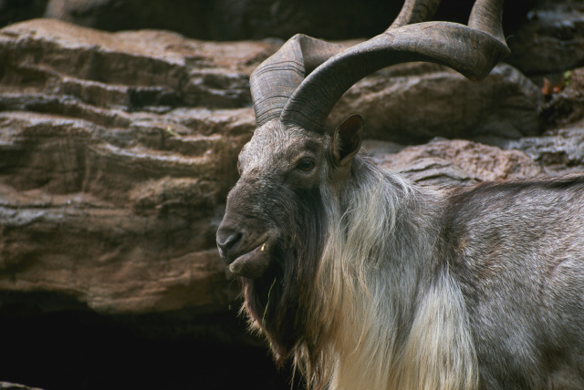 Markhor Getty images