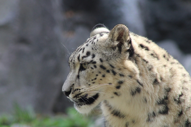 Snow leopard Unsplash