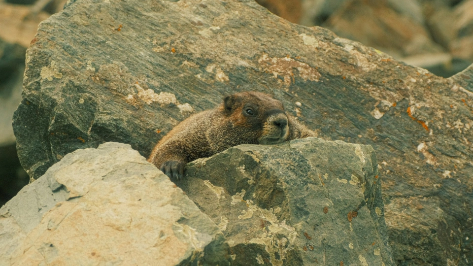 Maximus meadowcroft marmot pups unsplash