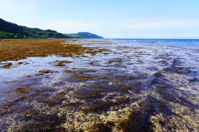 Seaweeds and seagrass