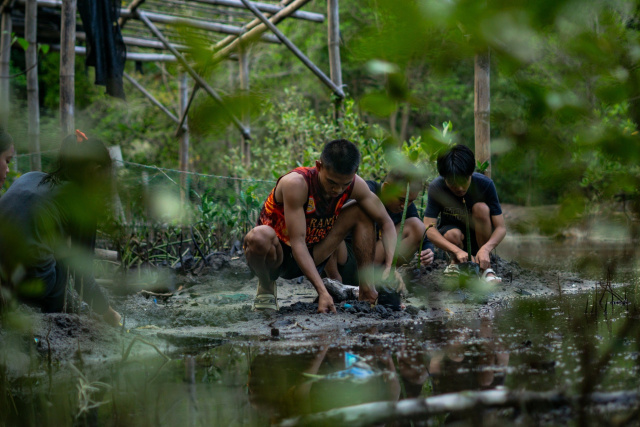 Mangrove planting