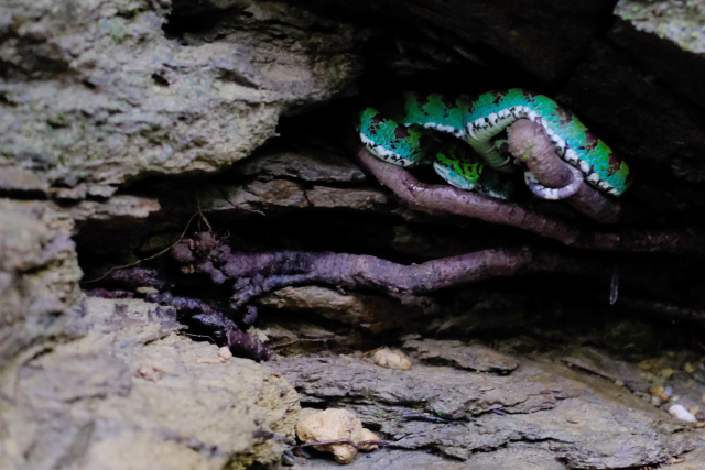 Philippine Pit Viper by Raz Salvarita
