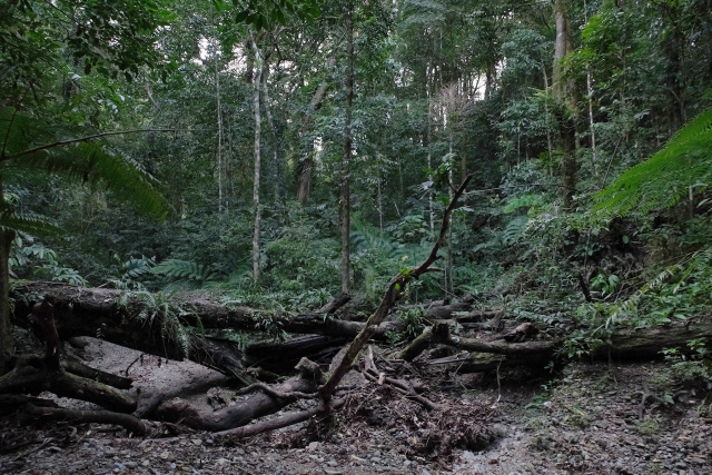 Fallen logs forming natural barriers on dry riverbeds