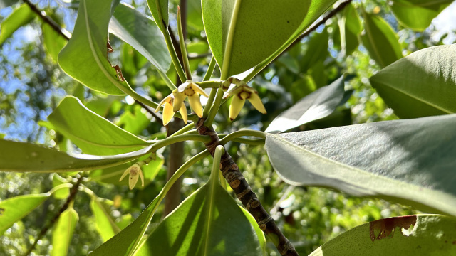 Pagatpat Mangrove Flower Panay