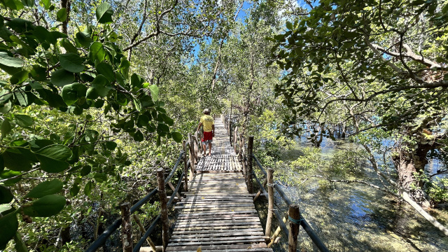 Walking trail Pagatpat Mangrove Park Panay
