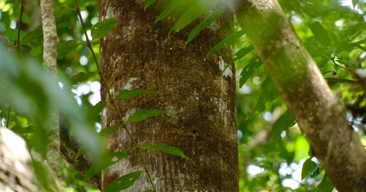 Panay Tree Poetry: Wild (Tumawog Falls) | Kuno
