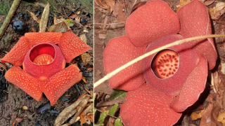 Rafflesia speciosa image by Gregg Yan in Sibalom