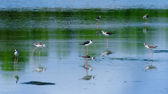 Black winged Stilt Bird Raz Salvarita