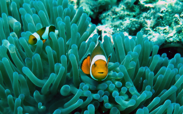 Ray aucott Clownfish unsplash
