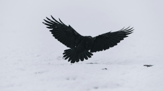 Black crow bird by Niklas Veenhuis unsplash
