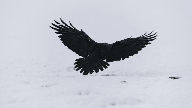 Black crow bird by Niklas Veenhuis unsplash